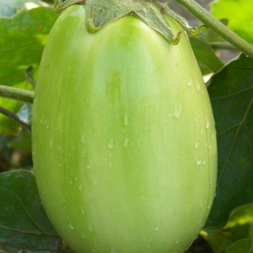 Eggplant Green Punjab International - Aimers Seeds