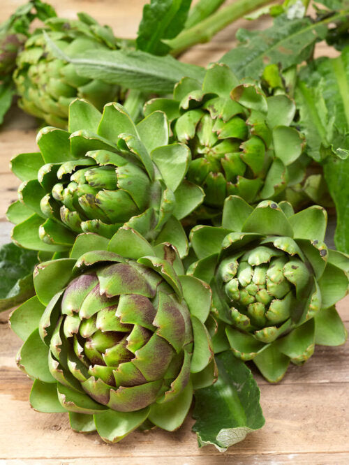 Artichoke Green Globe Imp. - Ontario Seed Company