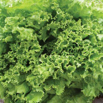 Lettuce Green Ice International - Aimers Seeds