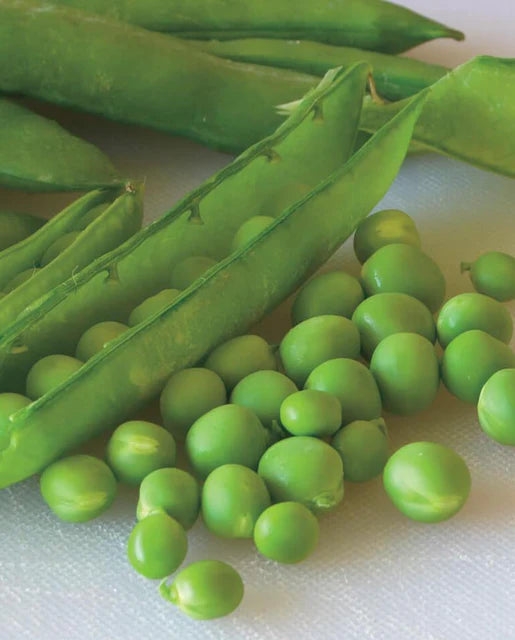 BULK Pea Green Arrow - West Coast Seeds