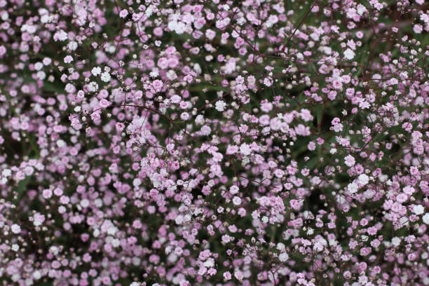 Baby's Breath - Festival Pink Landy, 1 Pack