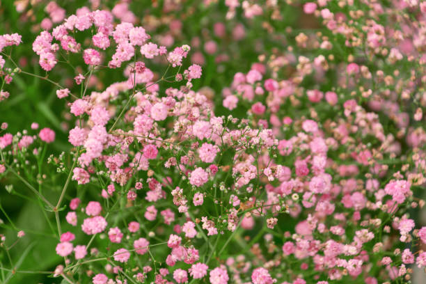Baby's Breath - Festival Pink Landy, 1 Pack