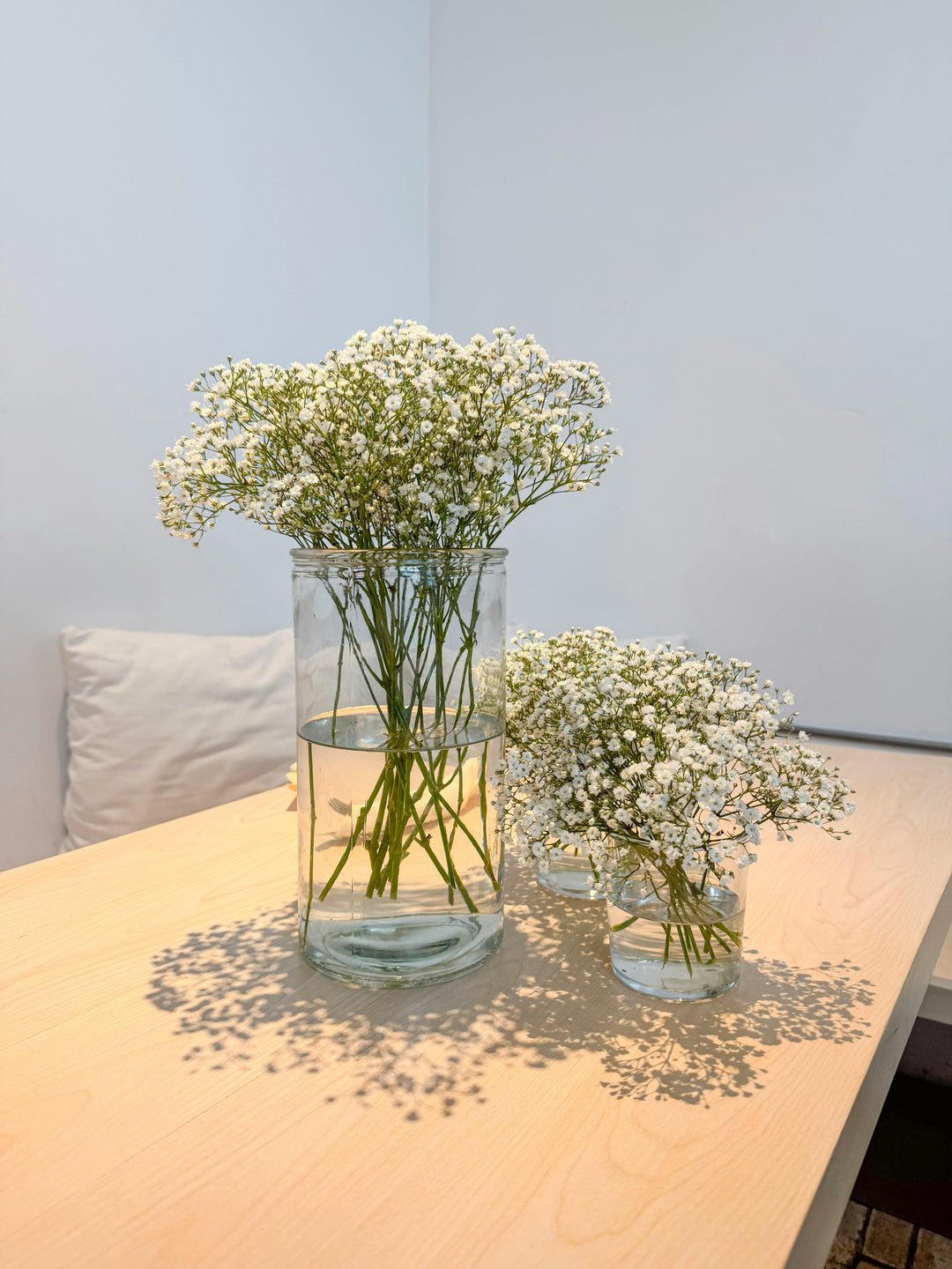 Baby's Breath - Festival White, 1 Pack