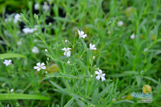 Gypsophila Baby's Breath - Ontario Seed Company