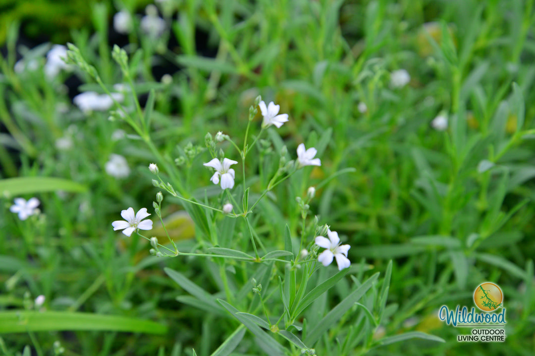 Gypsophila Baby's Breath - West Coast Seeds