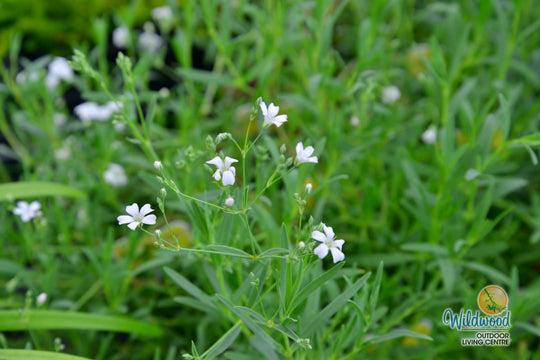 Gypsophila Baby's Breath - West Coast Seeds