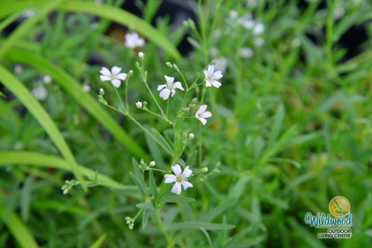 Gypsophila Baby's Breath - West Coast Seeds
