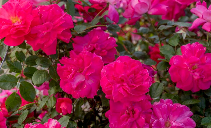 Roses | Over 450 Varieties | Canada-Wide Shipping – Page 2 – Wildwood ...