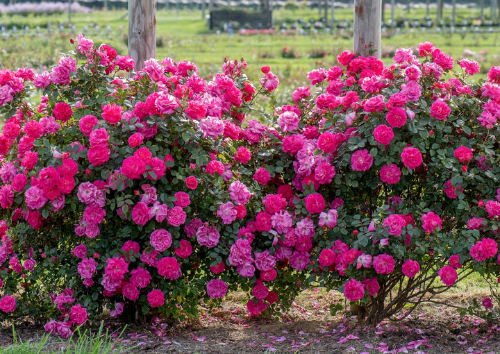 Roses | Over 450 Varieties | Canada-Wide Shipping – Page 2 – Wildwood ...