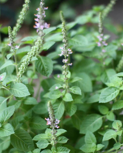 Holy Basil - Saanich Organics