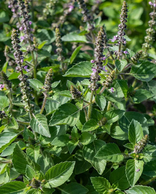 Holy Basil - Saanich Organics