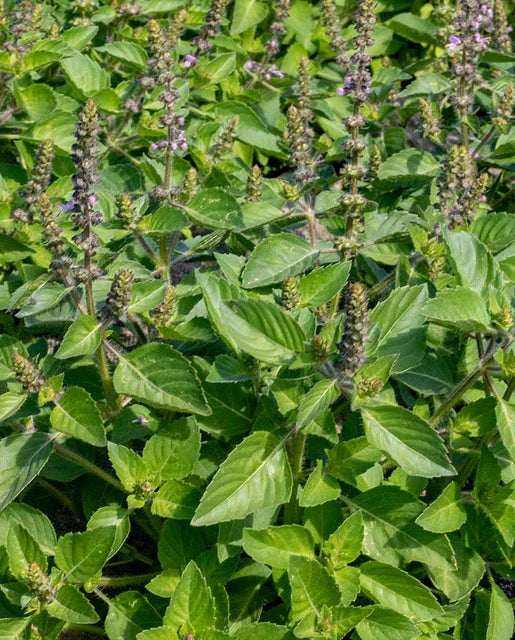 Holy Basil - Saanich Organics