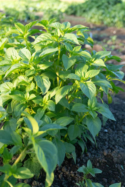 Basil Helios Lemon - West Coast Seeds