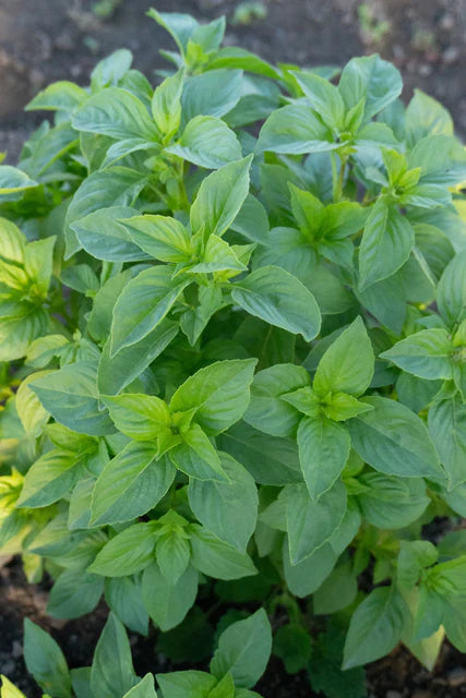Basil Helios Lemon - West Coast Seeds
