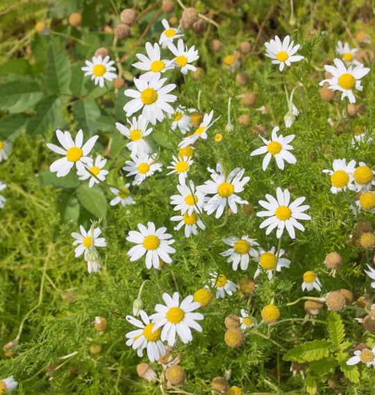 Organic Chamomile German - West Coast Seeds