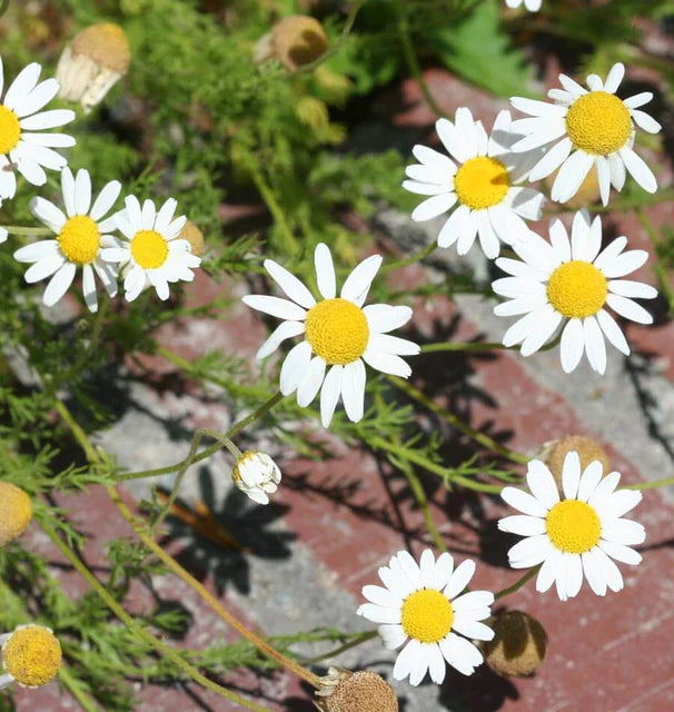 Organic Chamomile German - West Coast Seeds
