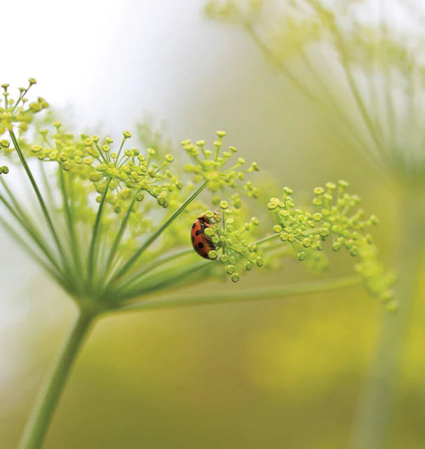 Dill Long Island Mammoth - West Coast Seeds