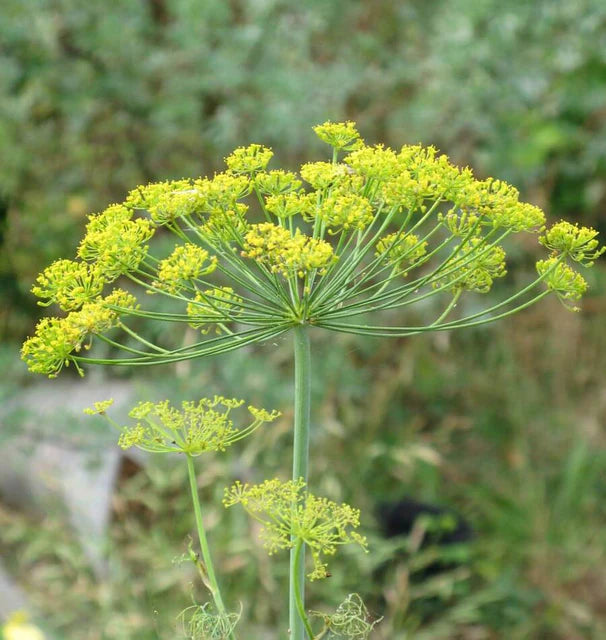 Dill Long Island Mammoth - West Coast Seeds