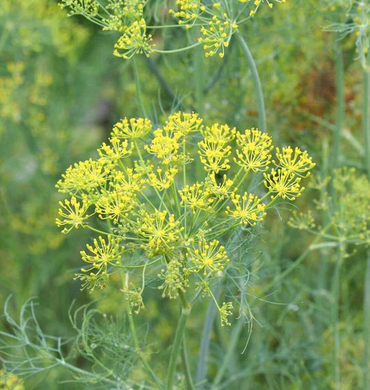 Dill Long Island Mammoth - West Coast Seeds