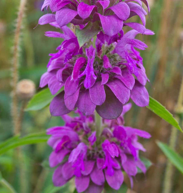 Bergamot Lemon - West Coast Seeds