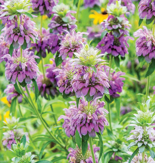 Bergamot Lemon - West Coast Seeds