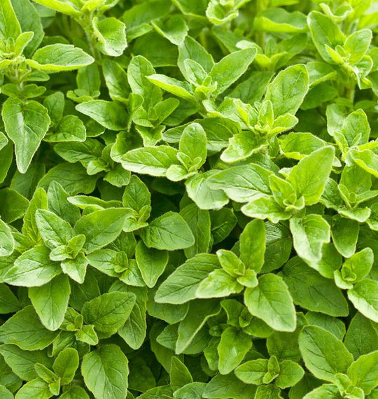 Organic Oregano Greek - West Coast Seeds