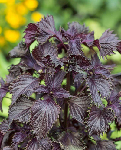 Shiso Red Perilla - West Coast Seeds