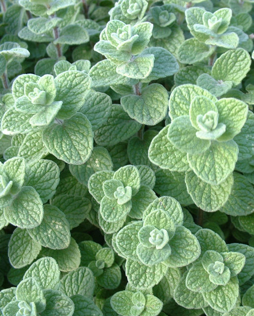 Organic Oregano Za'atar - West Coast Seeds