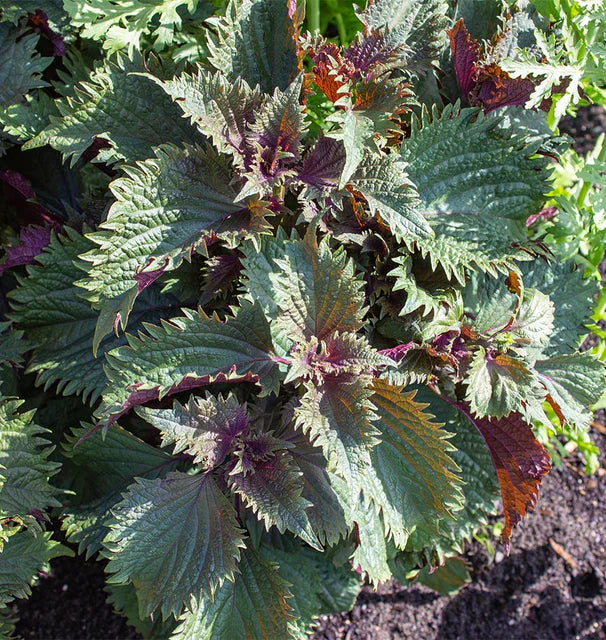 Shiso Hojiso Perilla - West Coast Seeds