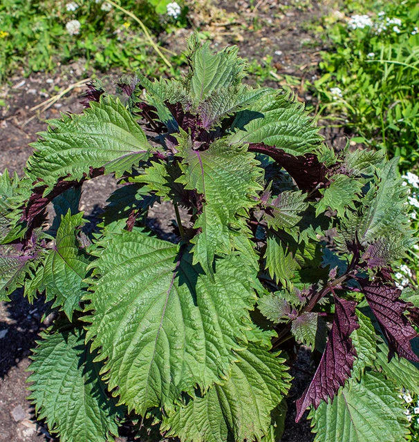 Shiso Hojiso Perilla - West Coast Seeds