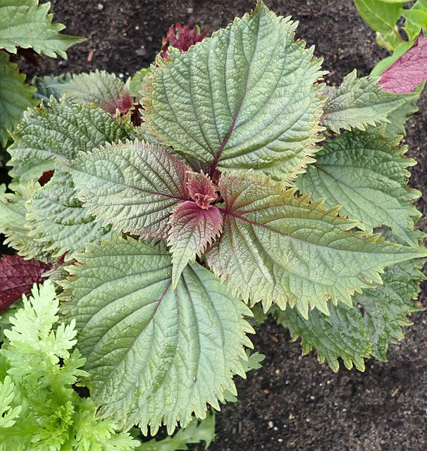 Shiso Hojiso Perilla - West Coast Seeds