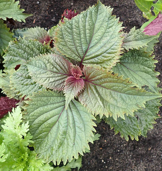 Shiso Hojiso Perilla - West Coast Seeds