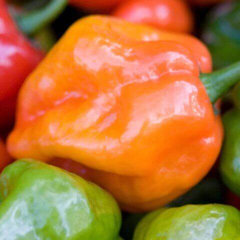 Pepper Orange Habanero - Ontario Seed Company