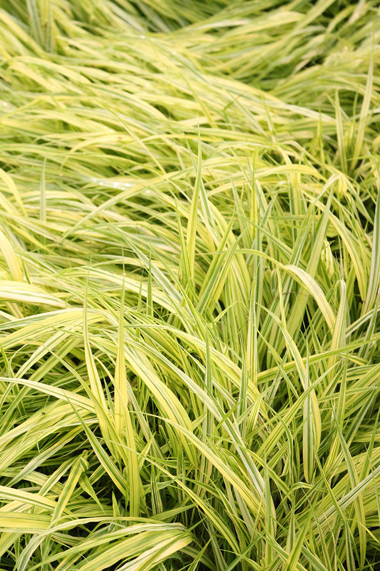 Japanese Forest Grass - Aureola, 1 Pack