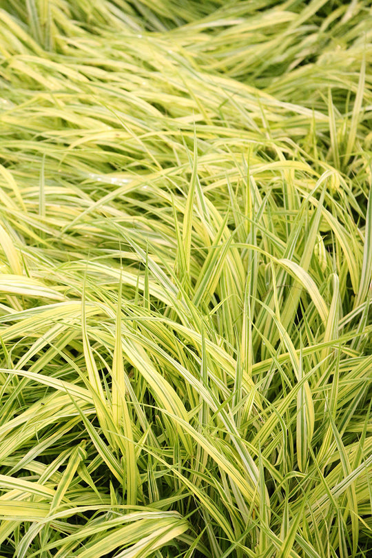 Japanese Forest Grass - Aureola, 1 Pack