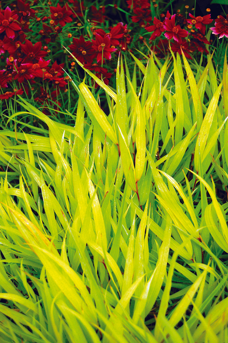 Japanese Forest Grass - All Gold, 1 Pack