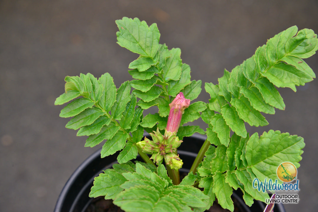 Hardy Gloxinia - Incarvillea delavayi, 1 Pack