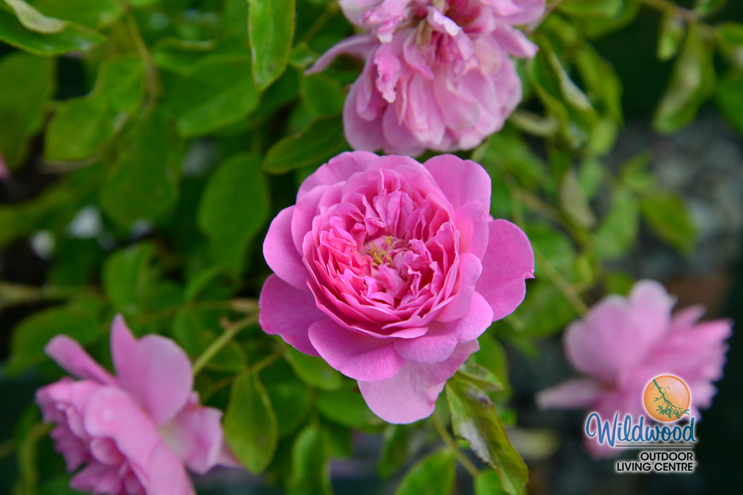 Harlow Carr - David Austin Rose