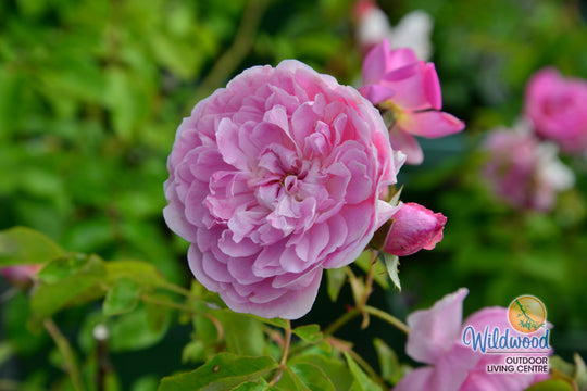 Harlow Carr - David Austin Rose
