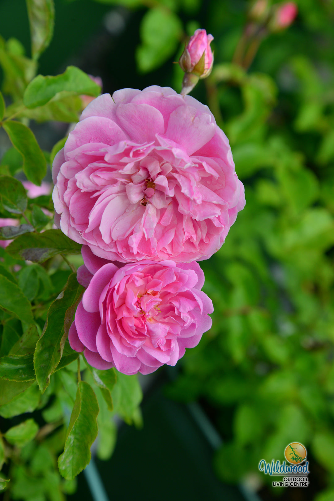 Harlow Carr - David Austin Rose