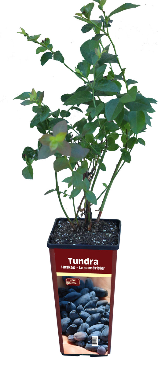 Haskap Honeyberry - 2‑Variety Combo