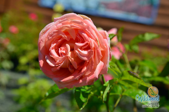 Heavenly Scented - Weeks Rose