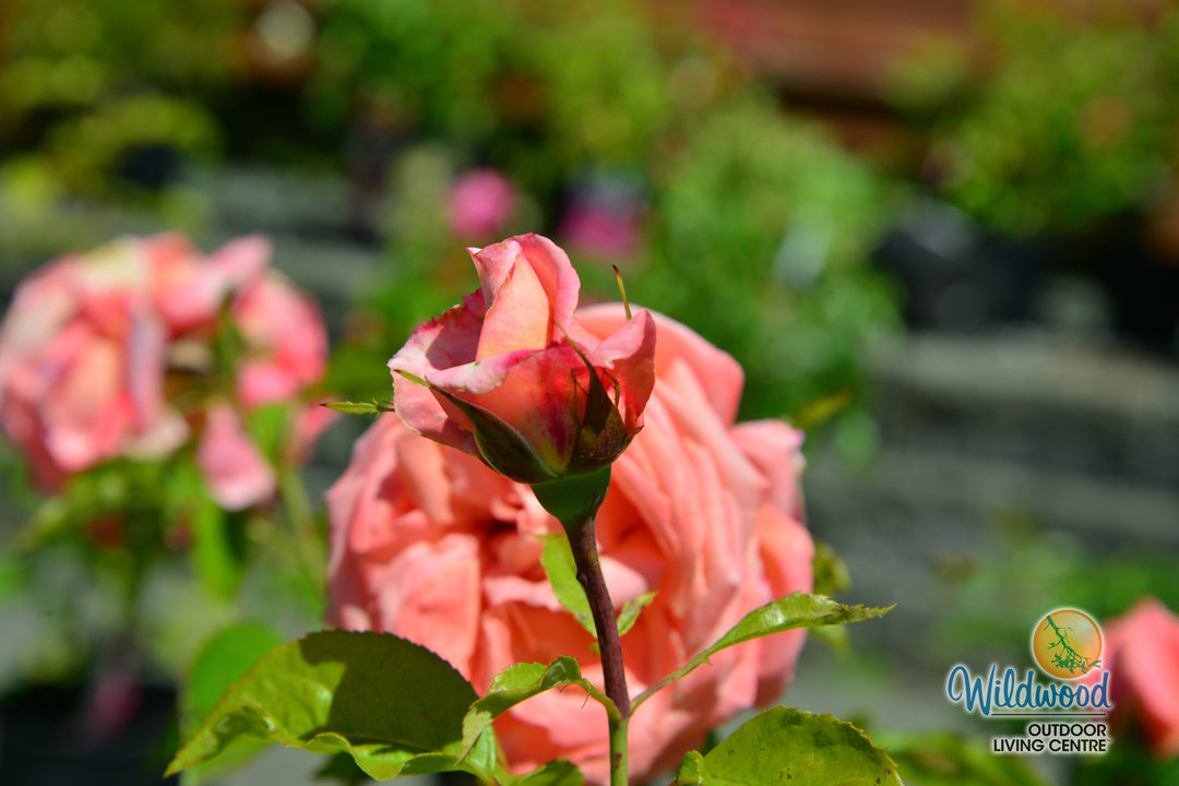 Heavenly Scented - Weeks Rose