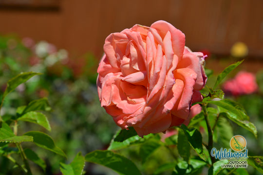 Heavenly Scented - Weeks Rose