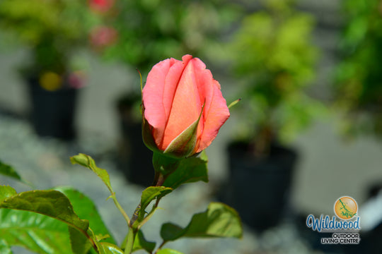 Heavenly Scented - Weeks Rose