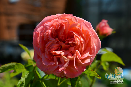 Heavenly Scented - Weeks Rose