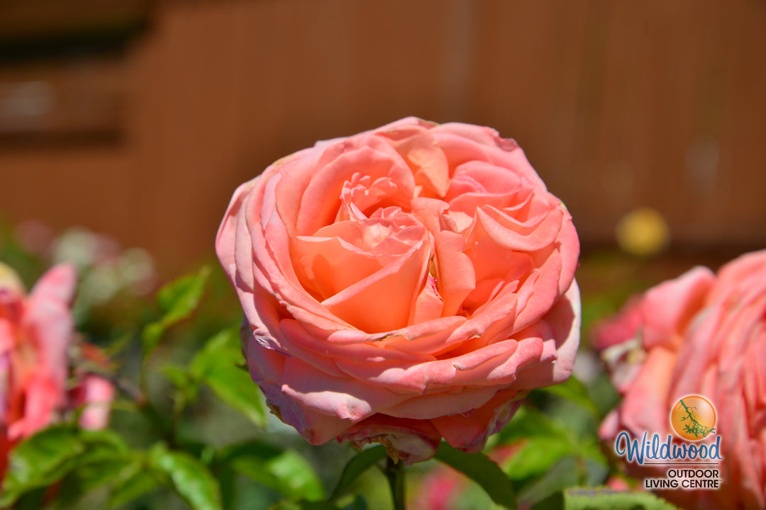 Heavenly Scented - Weeks Rose