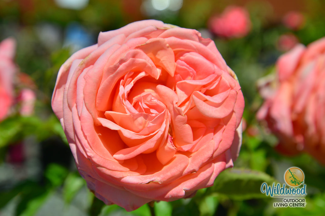 Heavenly Scented - Weeks Rose