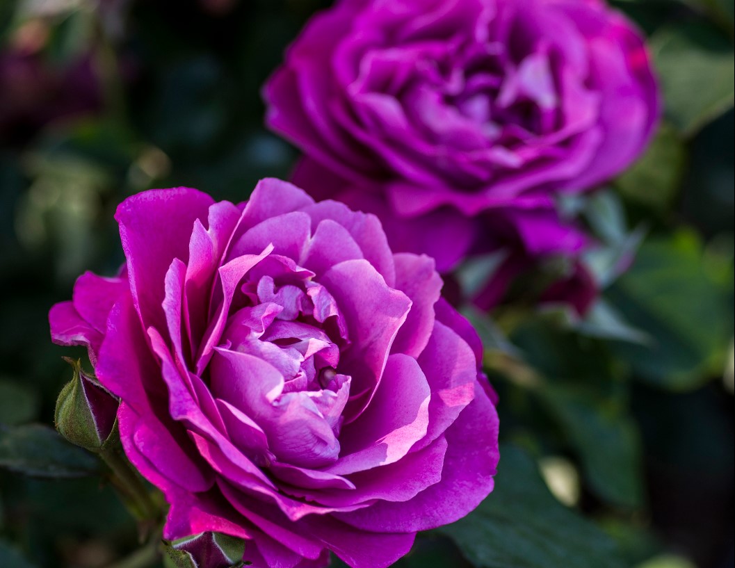 5 Star Roses Heirloom - Star Roses and Plants – Wildwood Outdoor Living