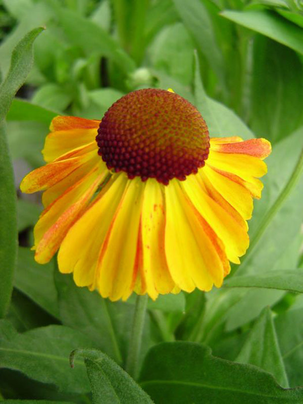 Sneeze Holly - Sahin's Early, 1 Pack